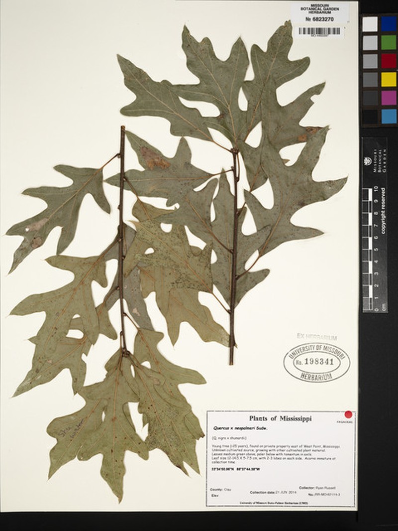 hybrid oak