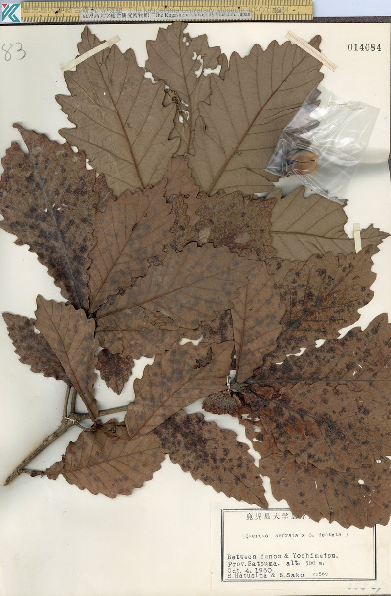 Quercus × nipponica