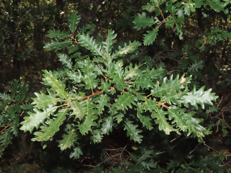 Quercus × numantina