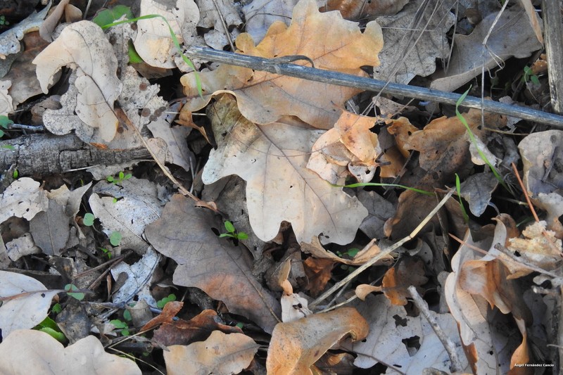 Quercus × numantina photo 2