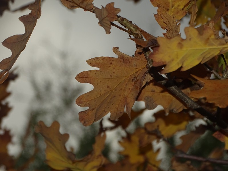 Quercus × numantina photo 3