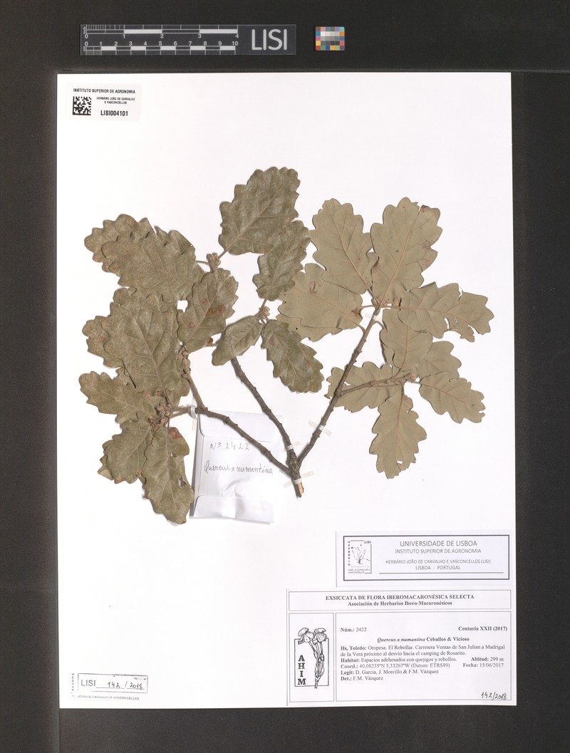 Quercus × numantina photo 4
