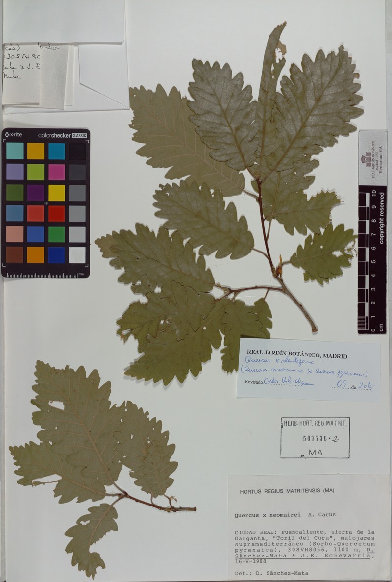 Quercus × numantina photo 5