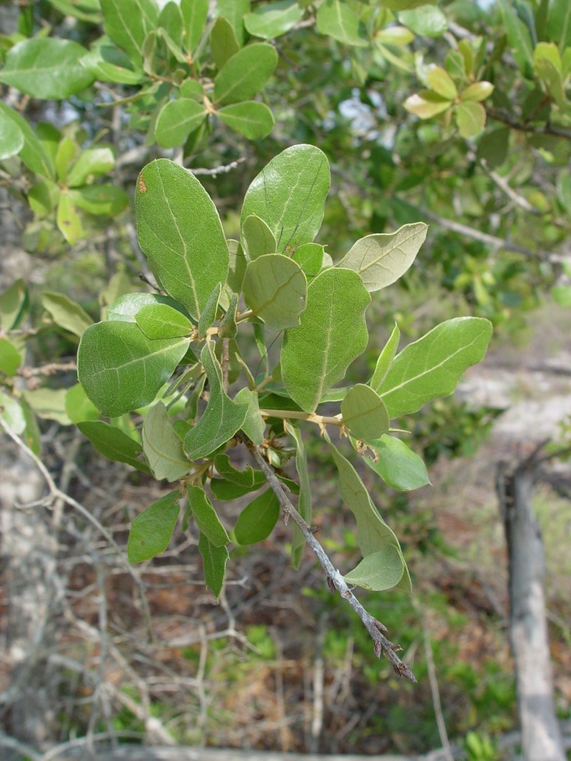 hybrid oak