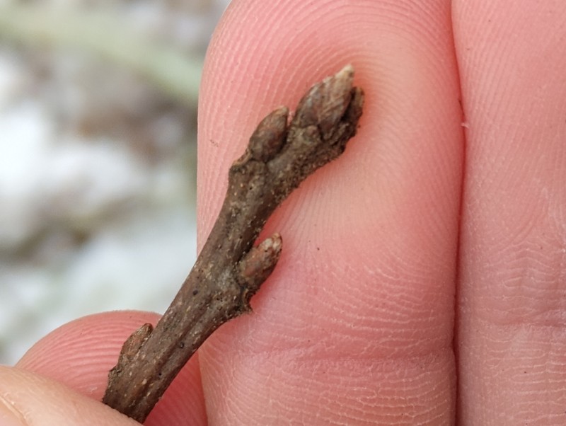hybrid oak photo 2