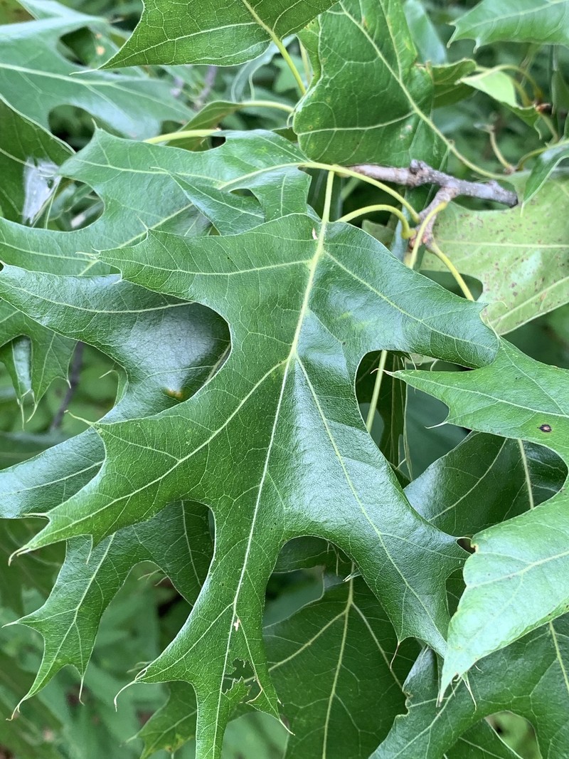 hybrid oak photo 3