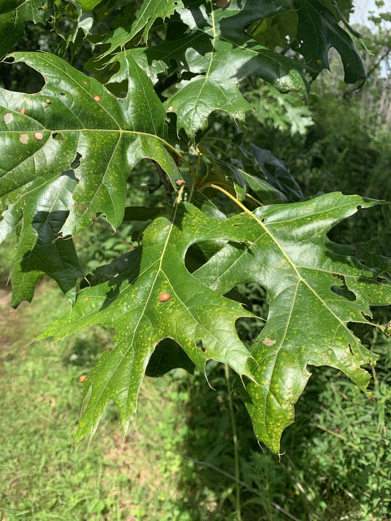 hybrid oak photo 4