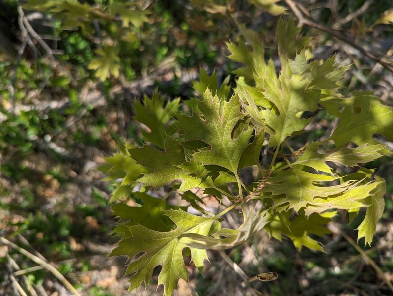 hybrid oak photo 5