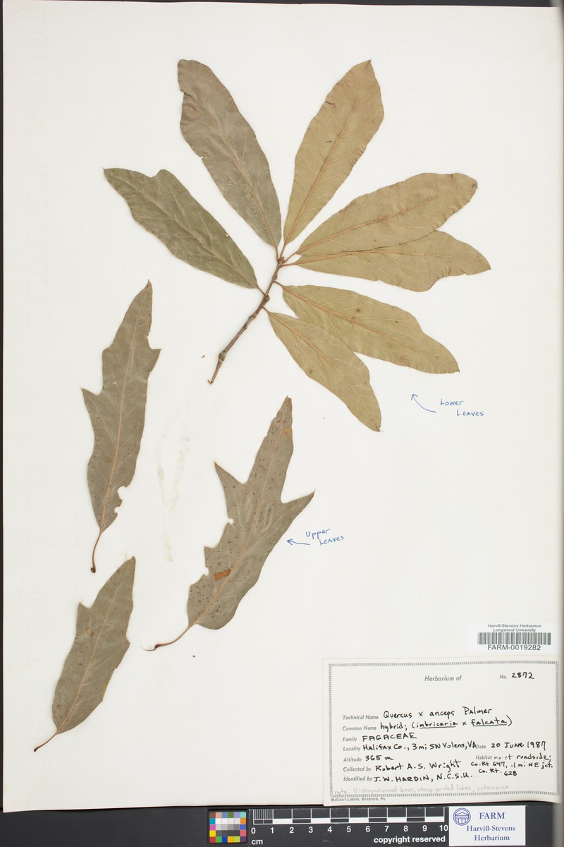 hybrid oak