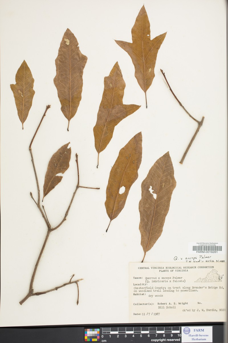 hybrid oak photo 2