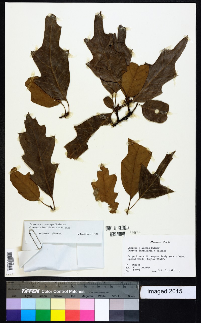 hybrid oak photo 3