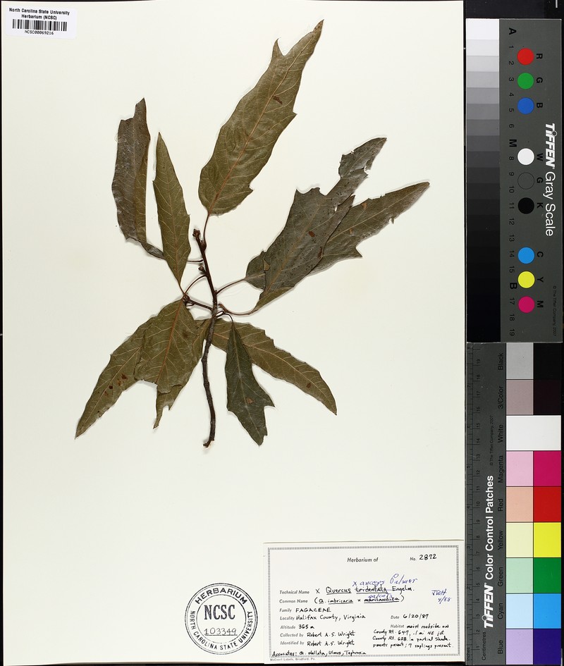 hybrid oak photo 4