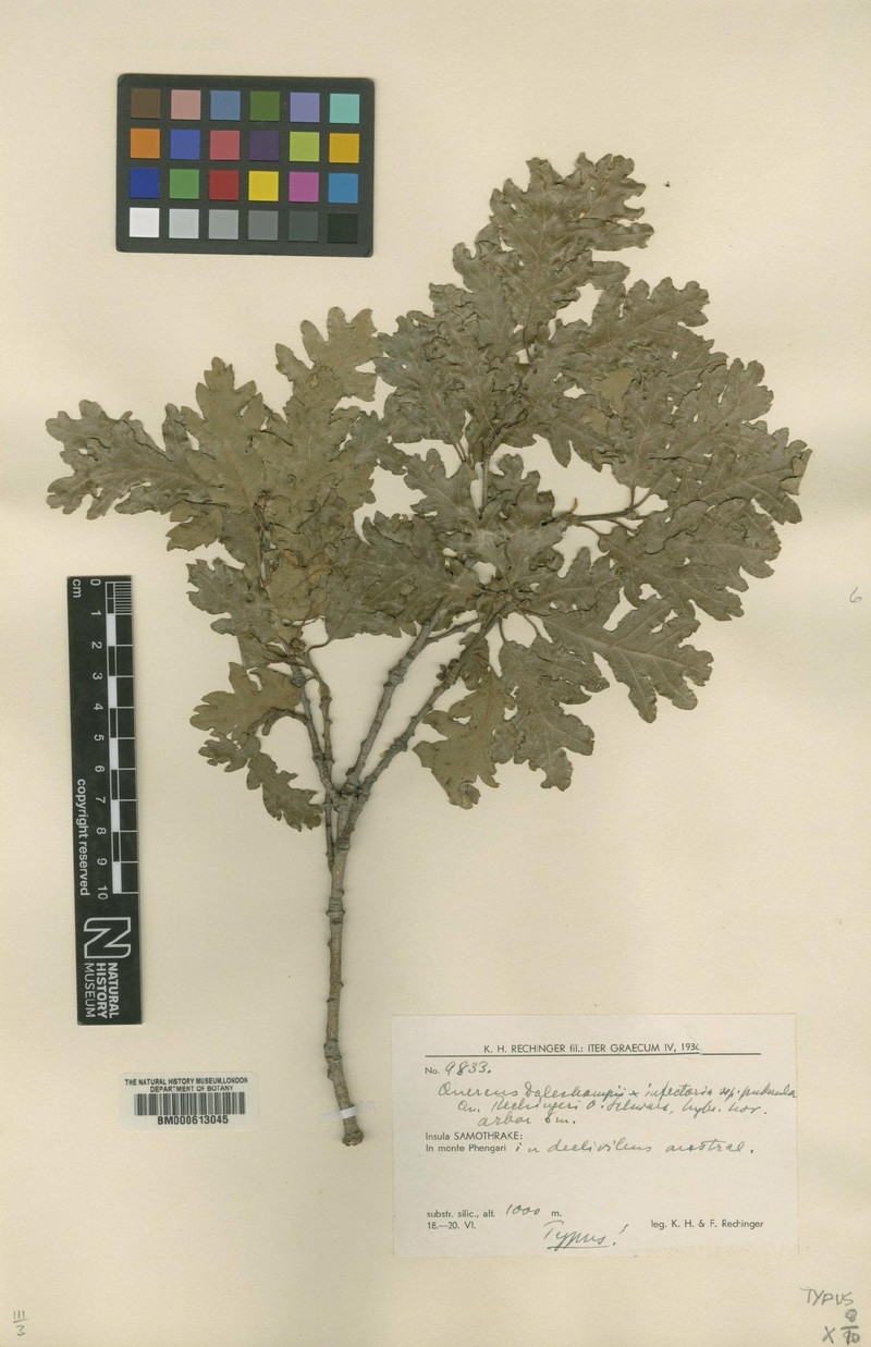 Quercus × rechingeri