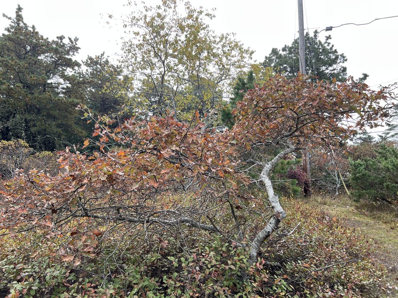 hybrid oak