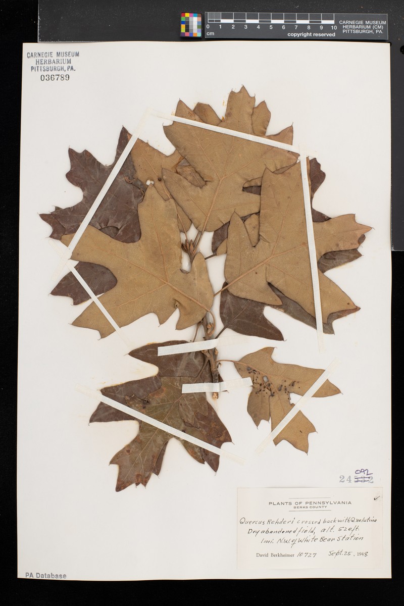 hybrid oak photo 2