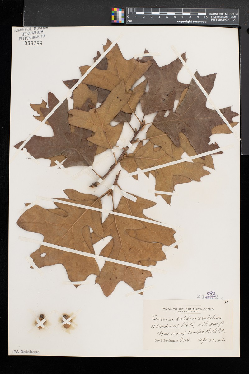 hybrid oak photo 3