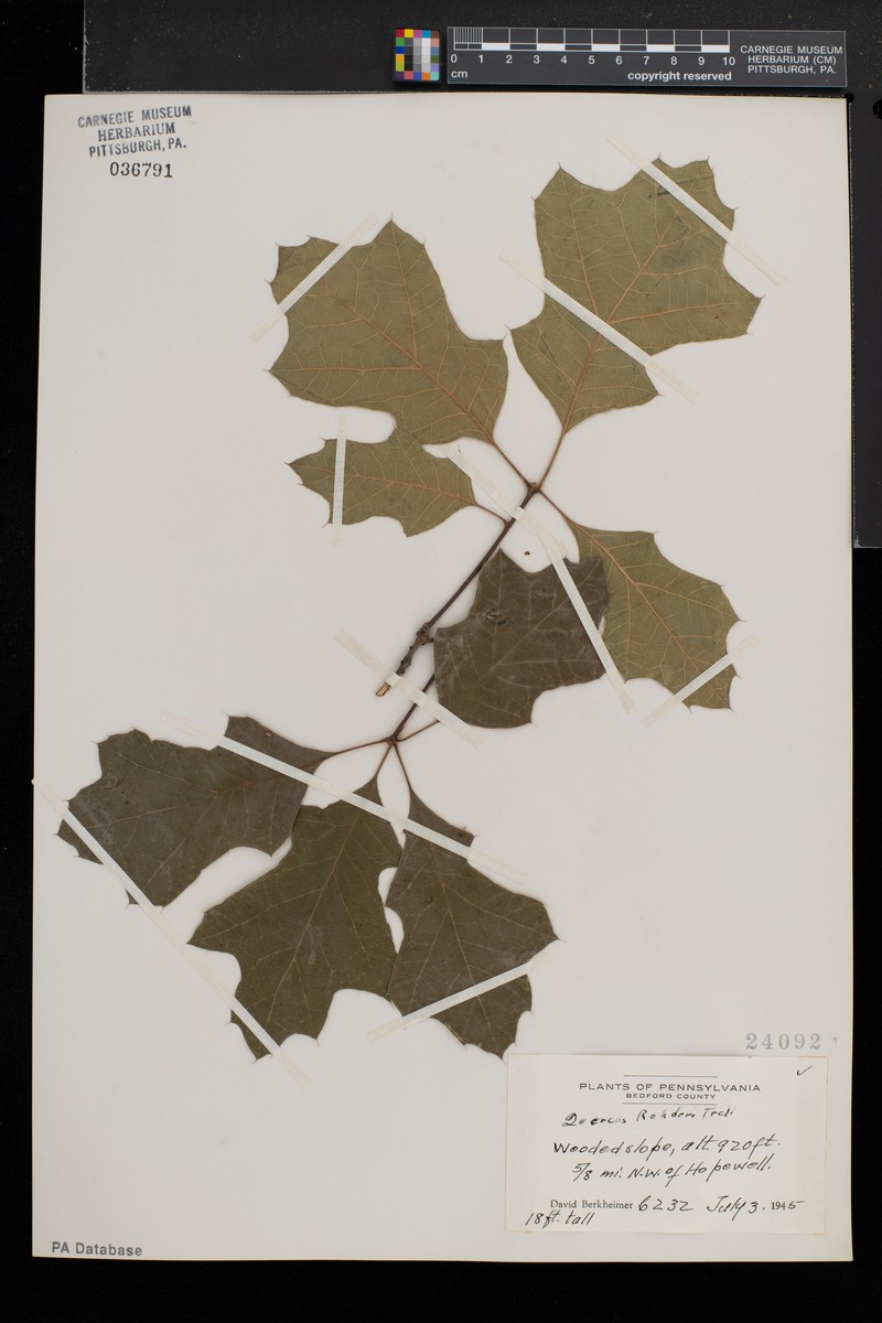 hybrid oak photo 4