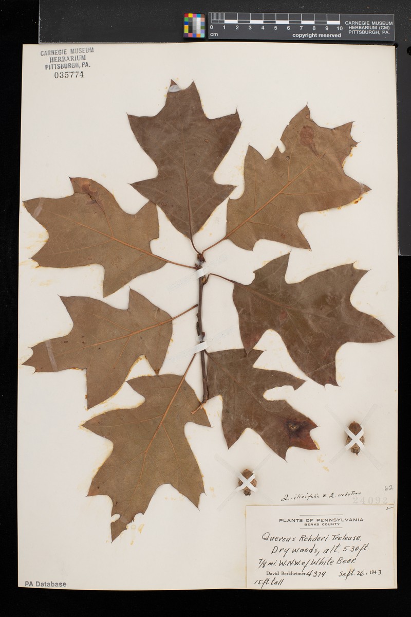hybrid oak photo 5