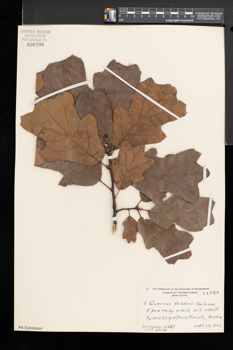 hybrid oak photo 6