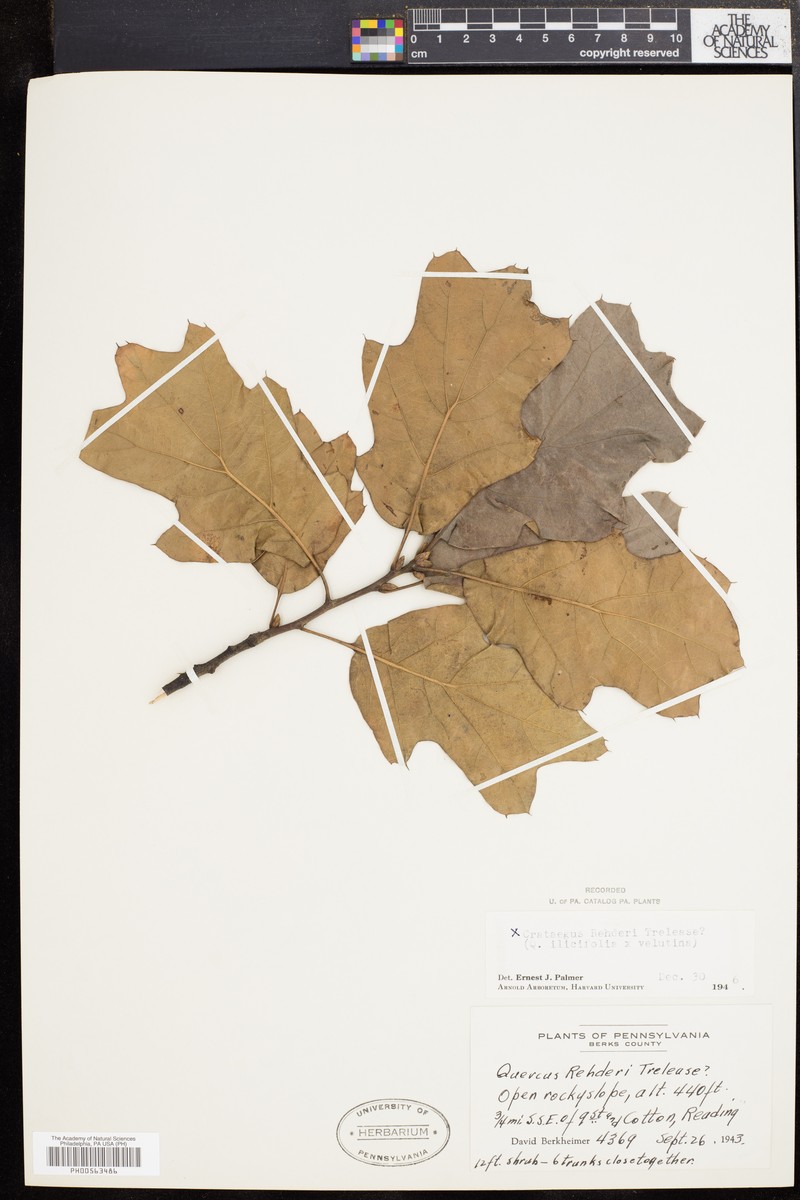 hybrid oak photo 7