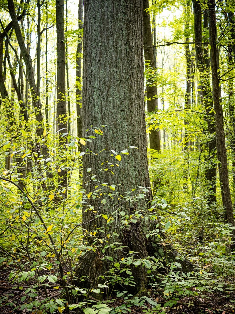 hybrid oak