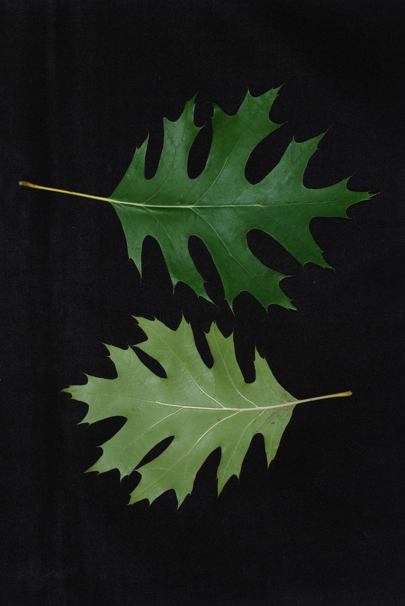 hybrid oak photo 2