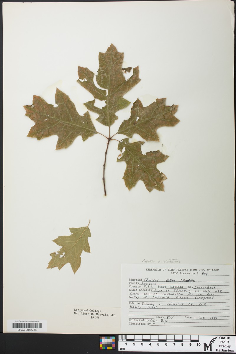 hybrid oak