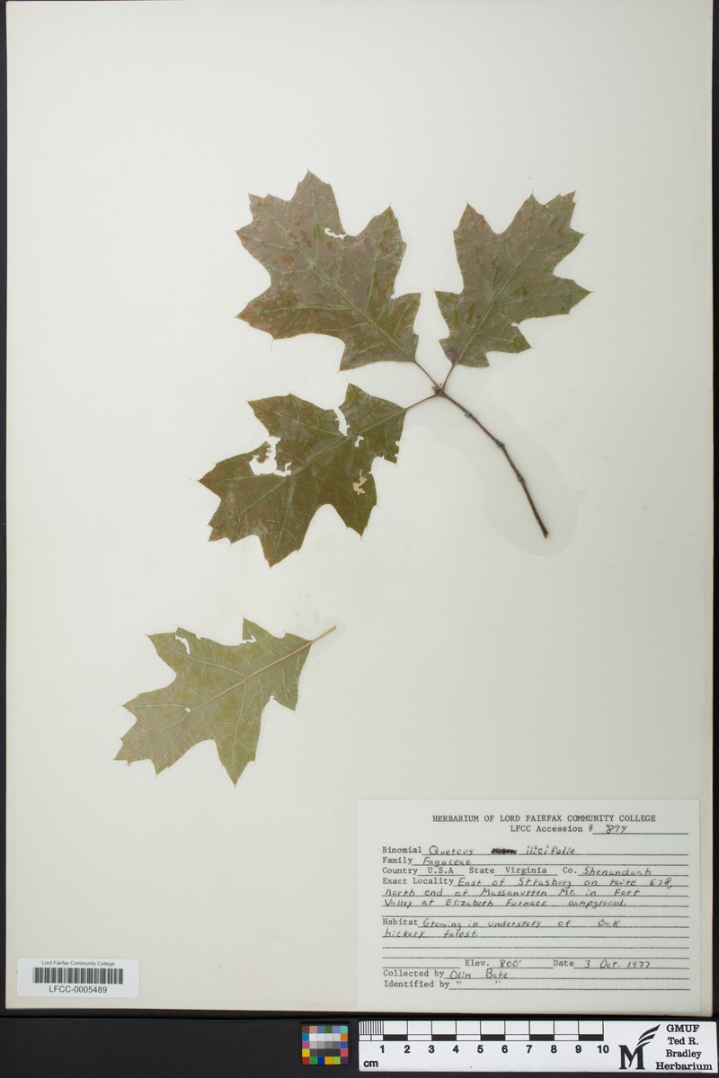 hybrid oak photo 2