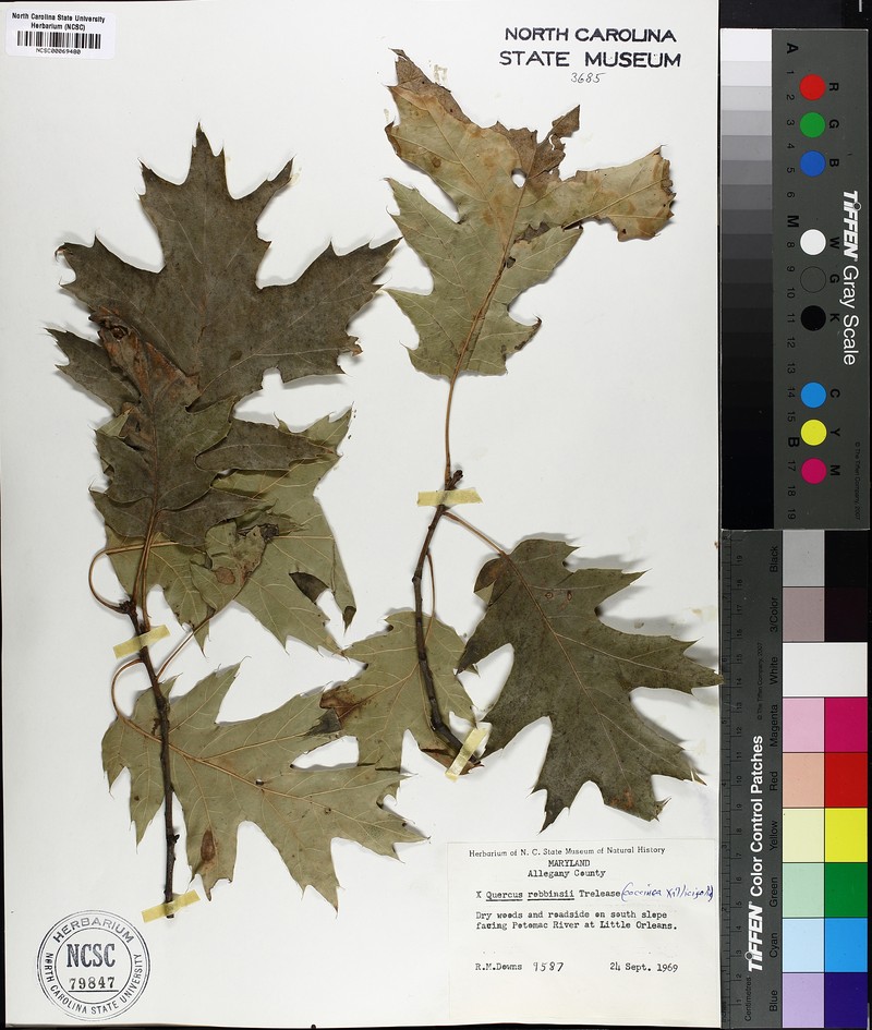 hybrid oak photo 3