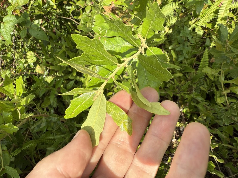 hybrid oak