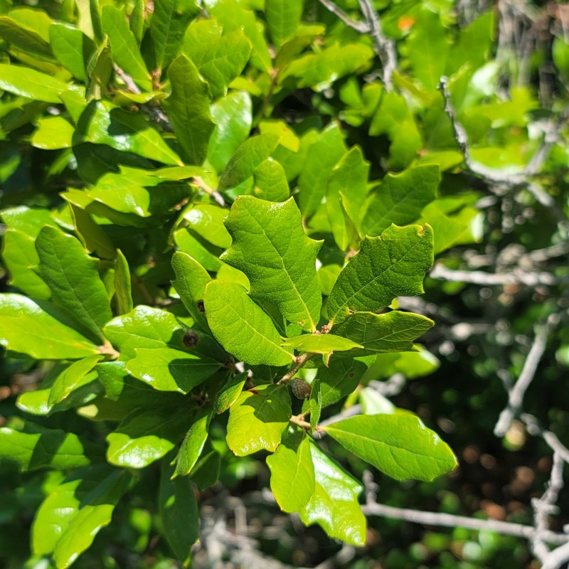 hybrid oak photo 2