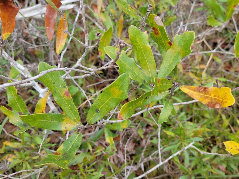 hybrid oak photo 3
