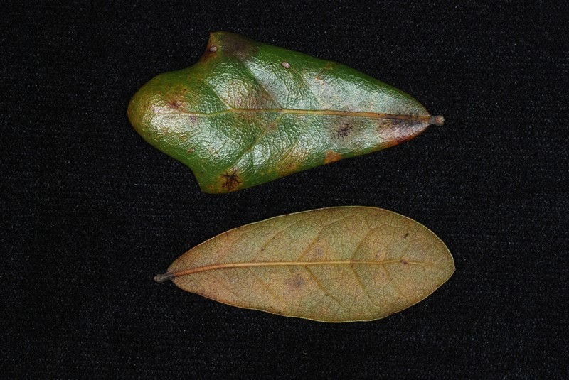 hybrid oak photo 4