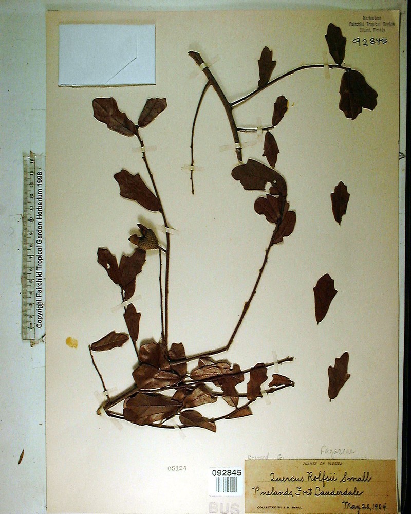 hybrid oak photo 5