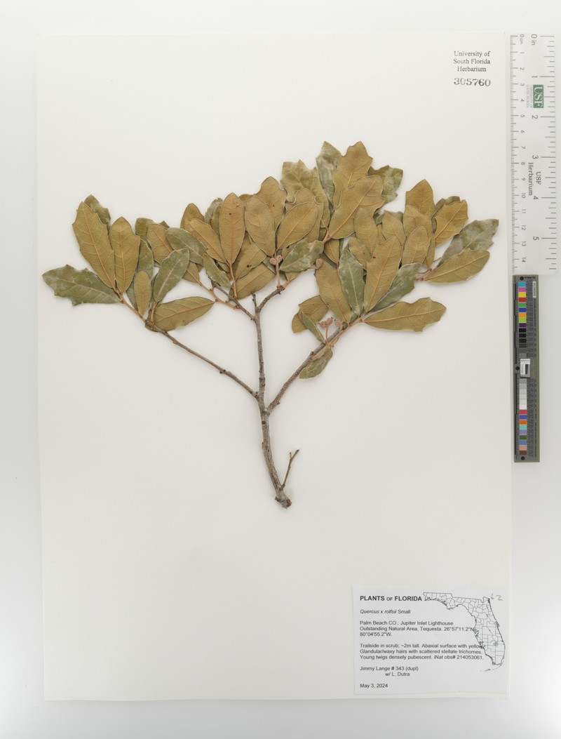 hybrid oak photo 6