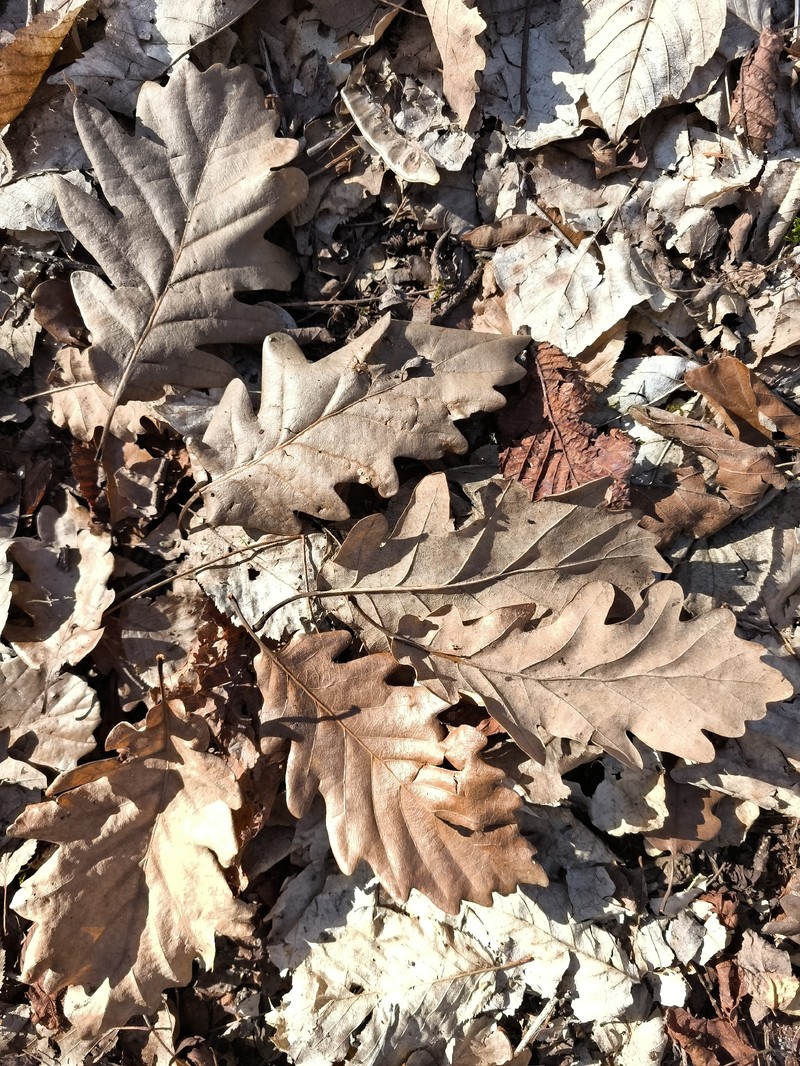 Quercus × rosacea photo 2