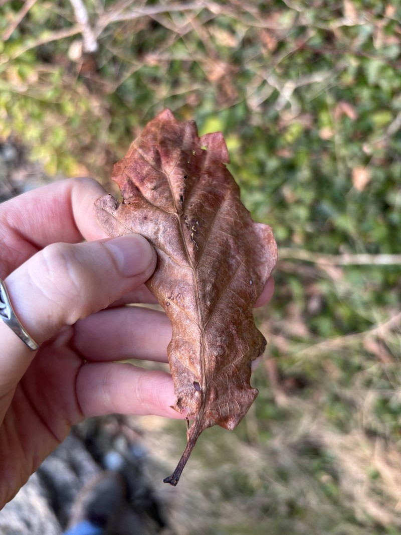 Quercus × rosacea photo 3
