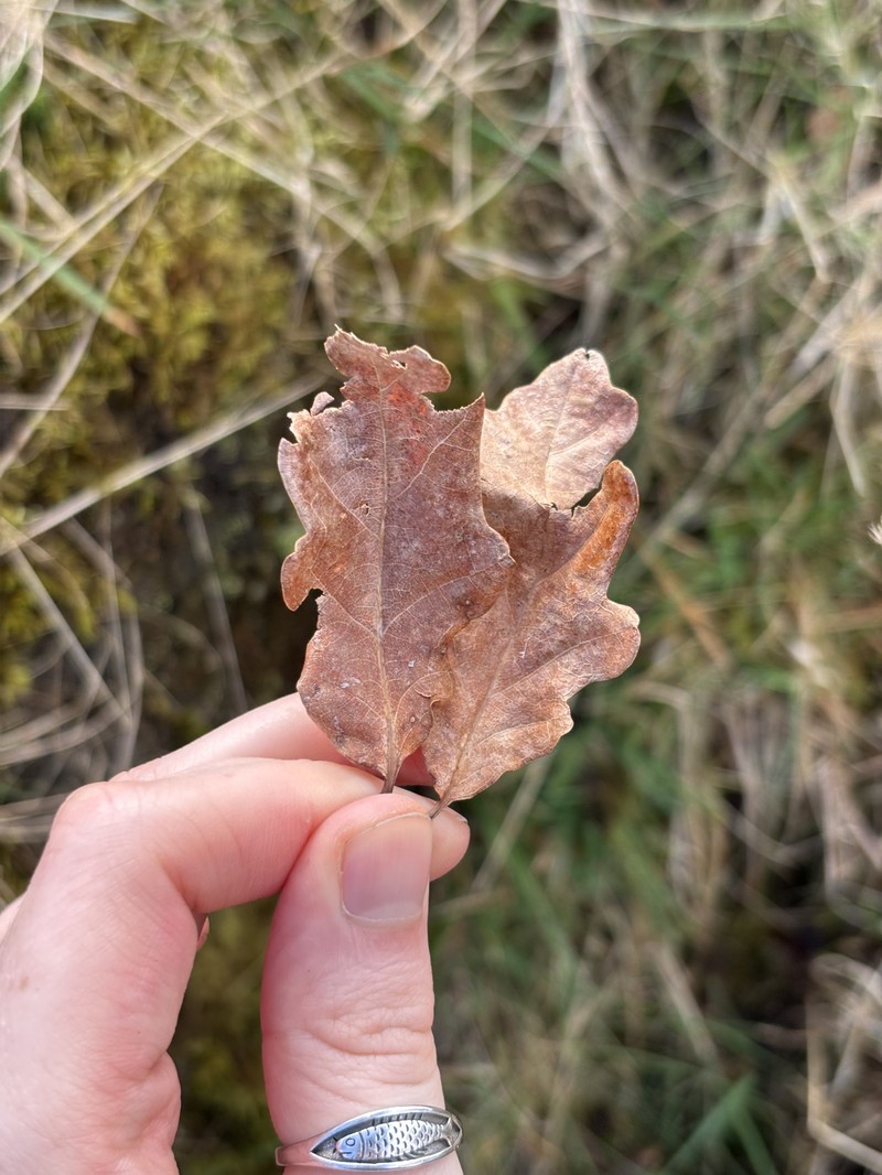 Quercus × rosacea photo 4