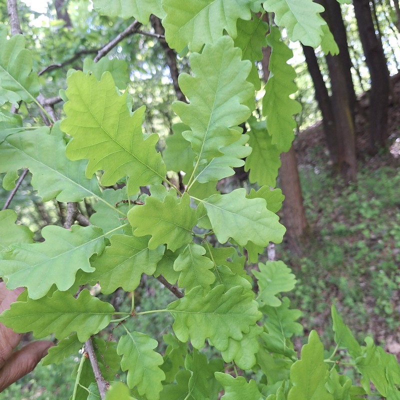 Quercus × rosacea photo 5