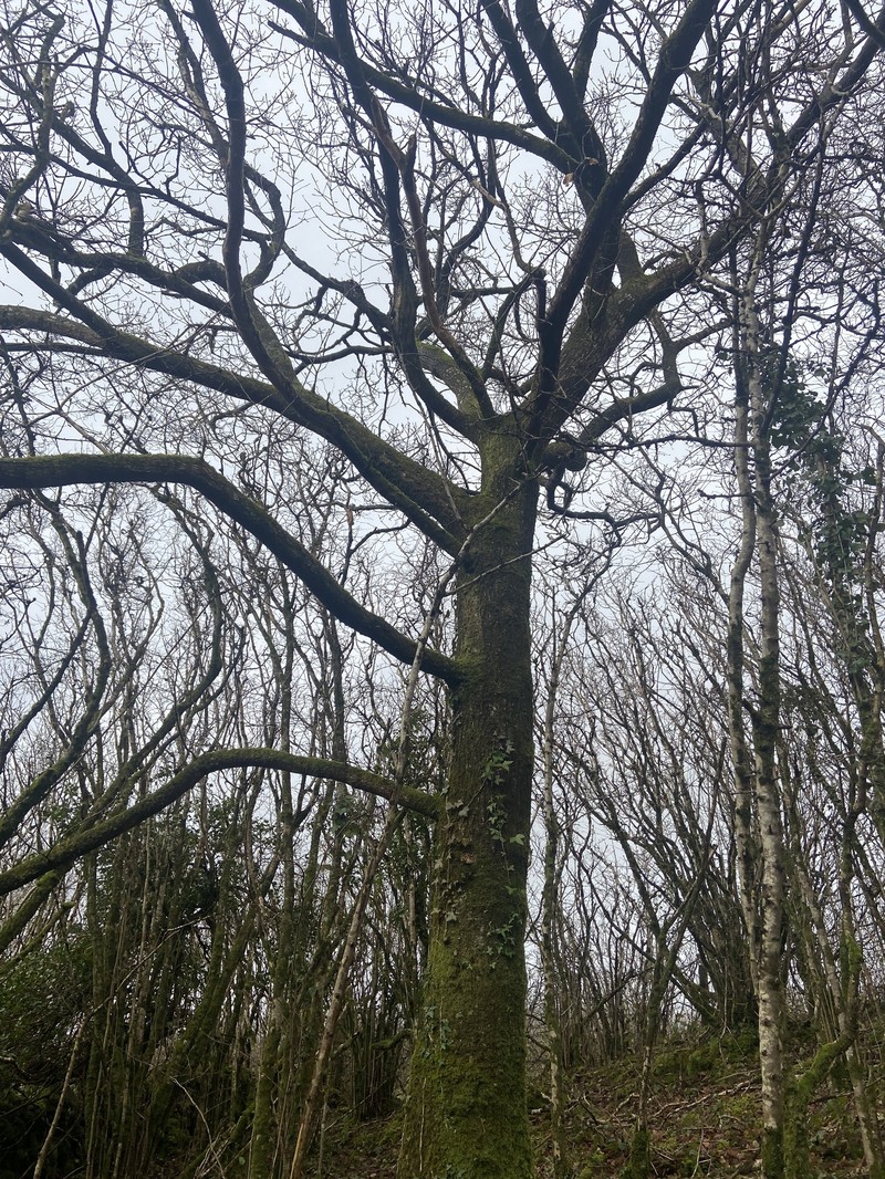 Quercus × rosacea photo 6