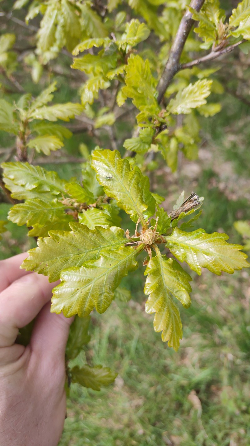 Quercus × rosacea photo 7