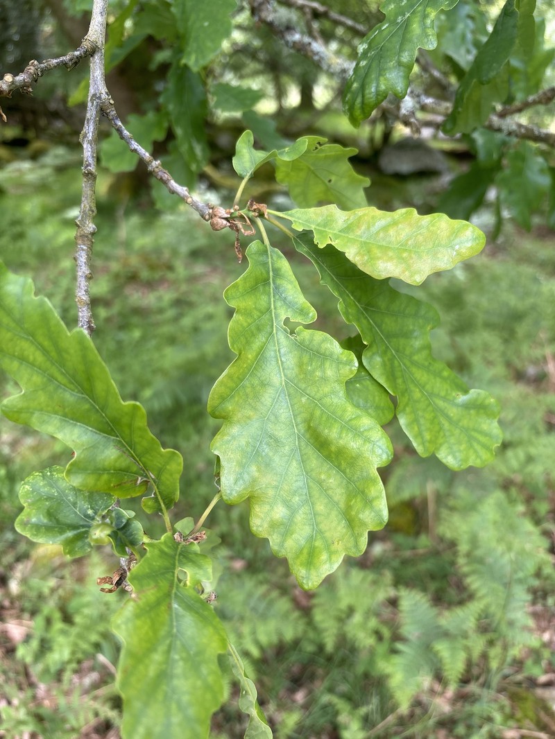 Quercus × rosacea photo 8