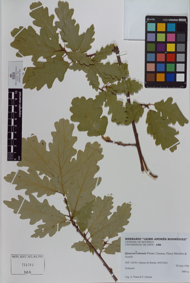Quercus × rotensis
