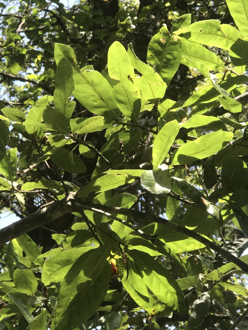 hybrid oak photo 2