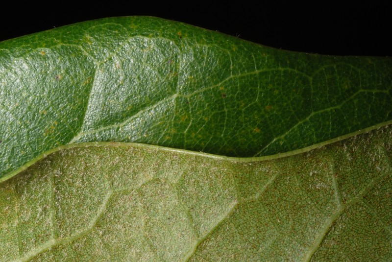 hybrid oak photo 3