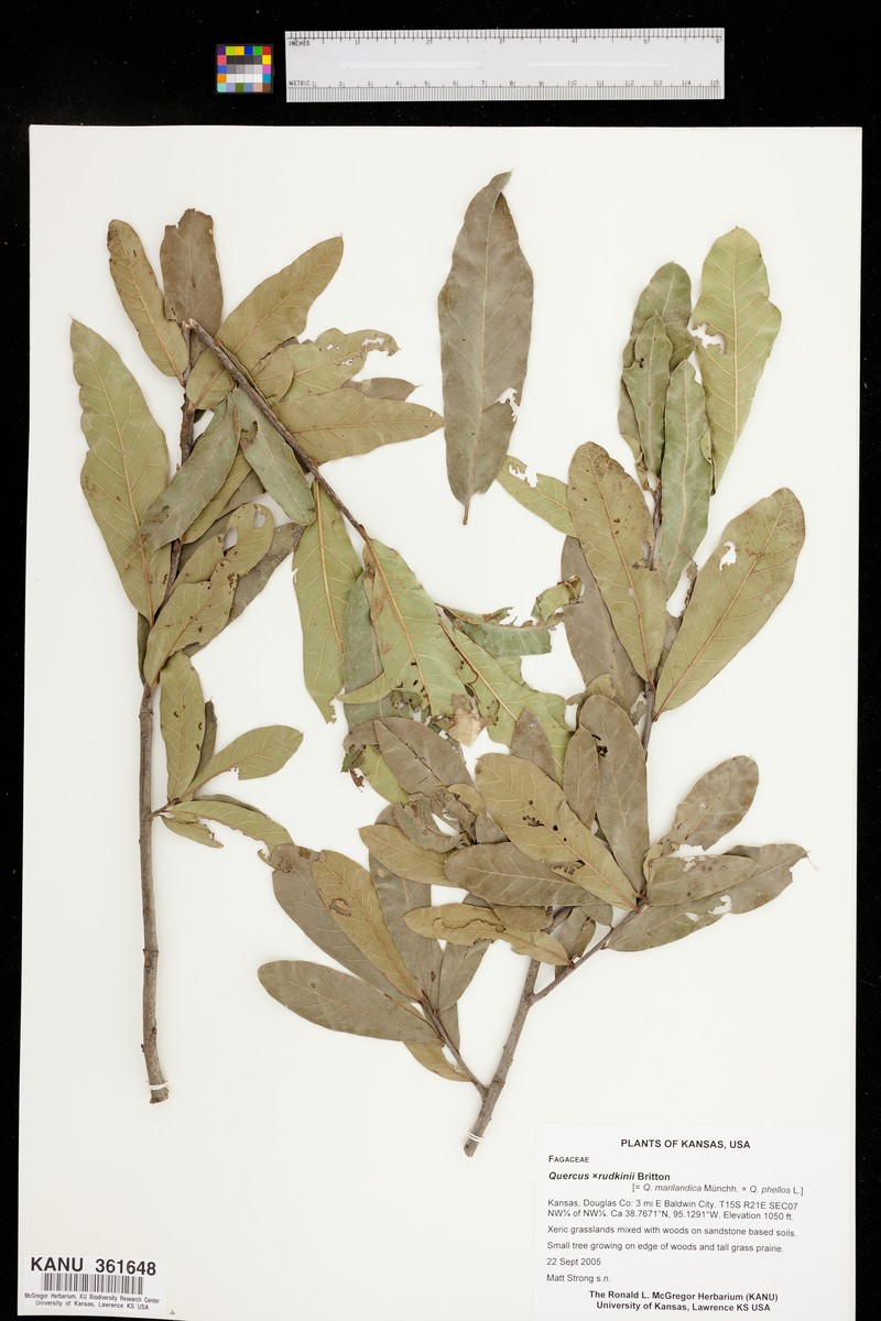 hybrid oak photo 4