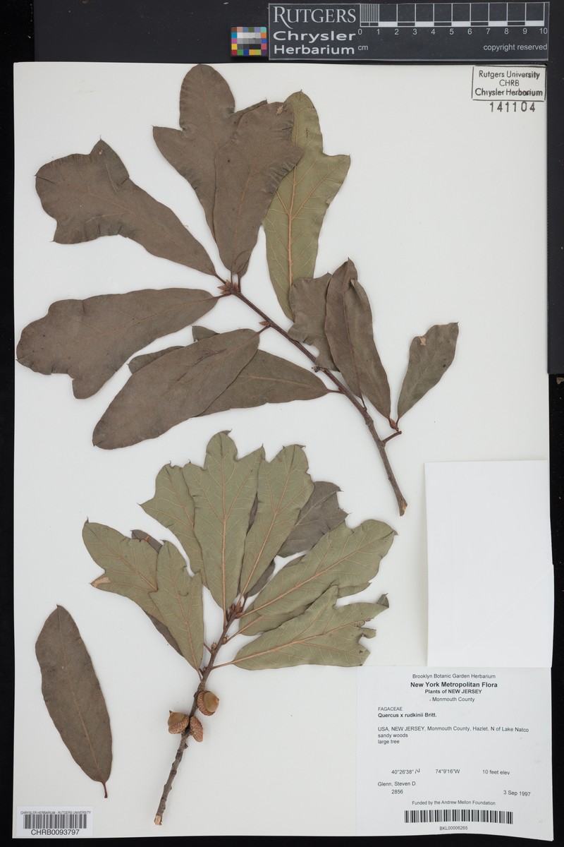 hybrid oak photo 5