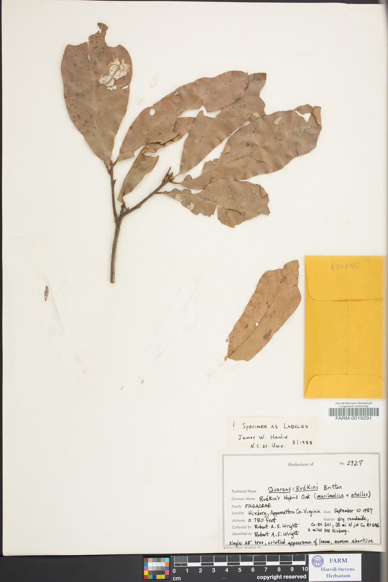 hybrid oak photo 8
