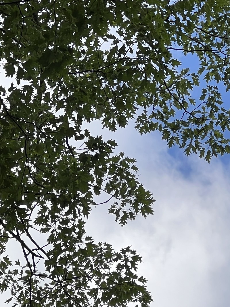hybrid oak