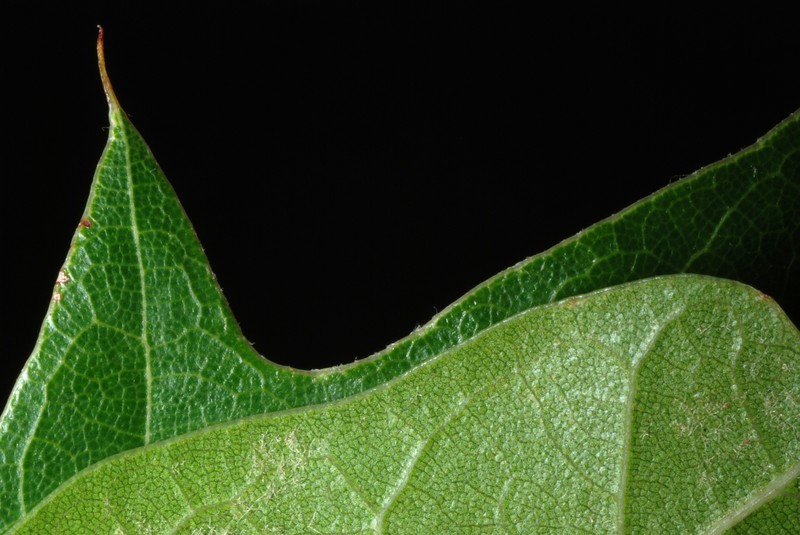 hybrid oak photo 2